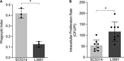 In vitro and in vivo Characterization of Host–Pathogen Interactions of the L3881 Candida albicans Clinical Isolate